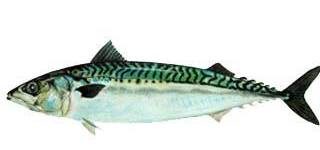 Mackerel-fish